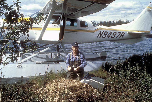 Carrol Henderson collecting Trumpeter Swan eggs from Alaska for reintroduction to Minnesota   Photo Credit: Dave Ahlgren