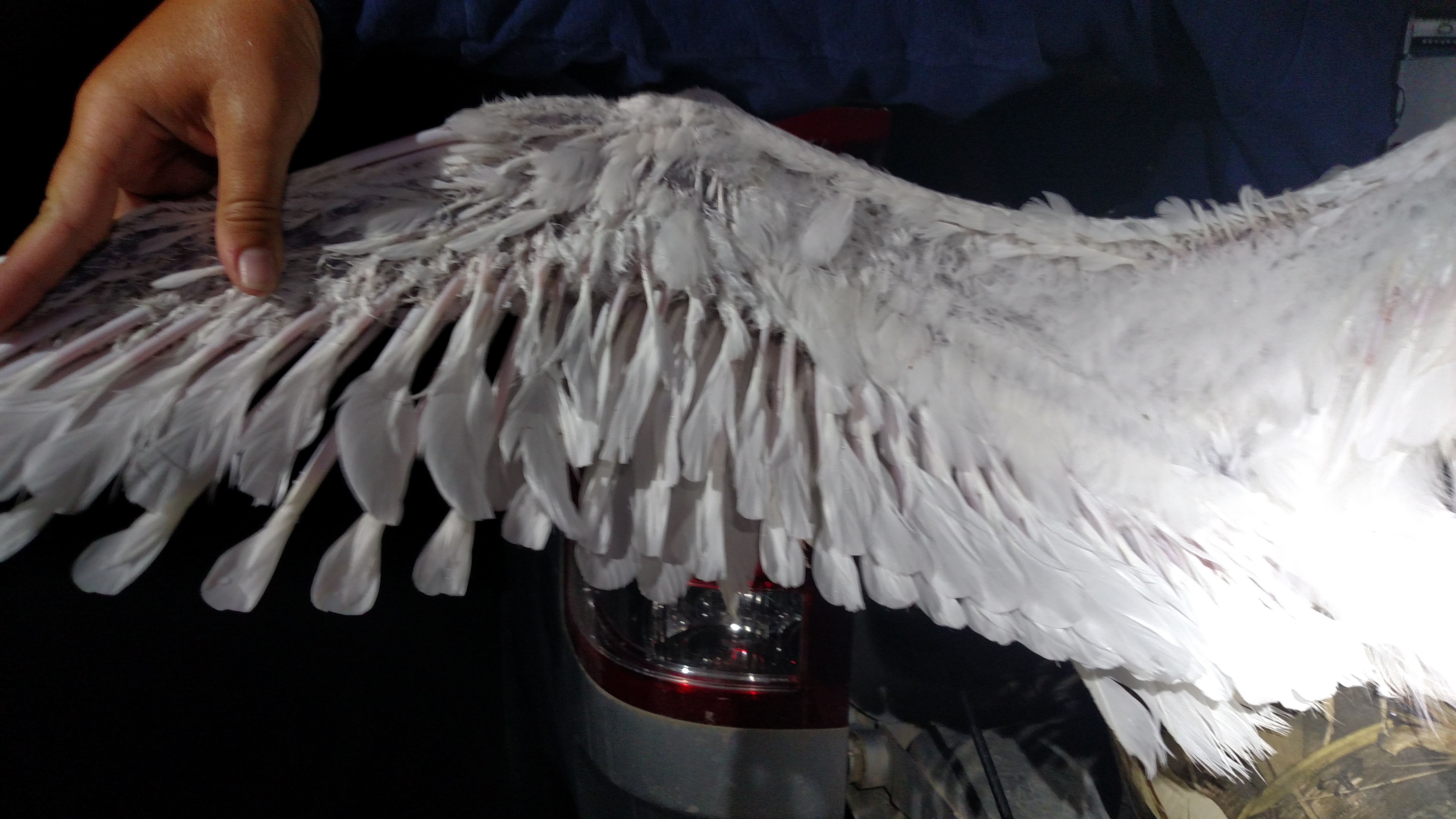 An example of an adult swan undergoing a complete molt